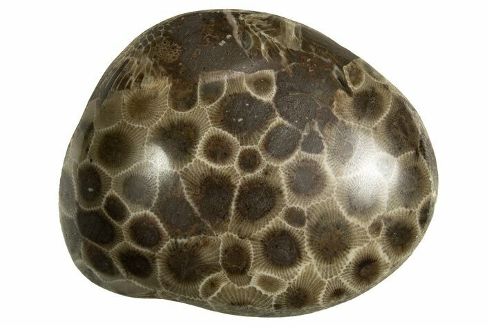 Polished Petoskey Stone (Fossil Coral) - Michigan #328353